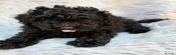 Caniche Toy perros en venta: CANICHE TOY NEGRO Y CREMA - Anuncio 4