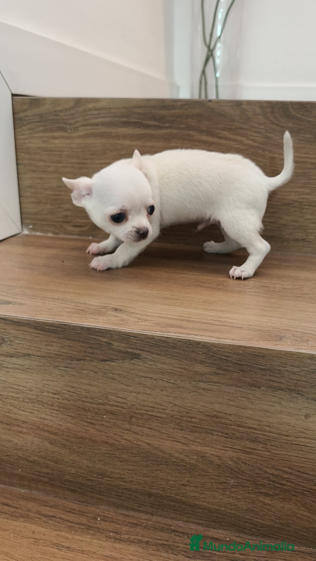 Chihuahua perros en venta: Chihuahua Toy  - Anuncio 4
