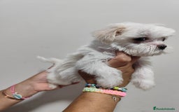 Bichón Maltés perros en venta: Cruce bichón maltes con shitzu  - Imagen 1
