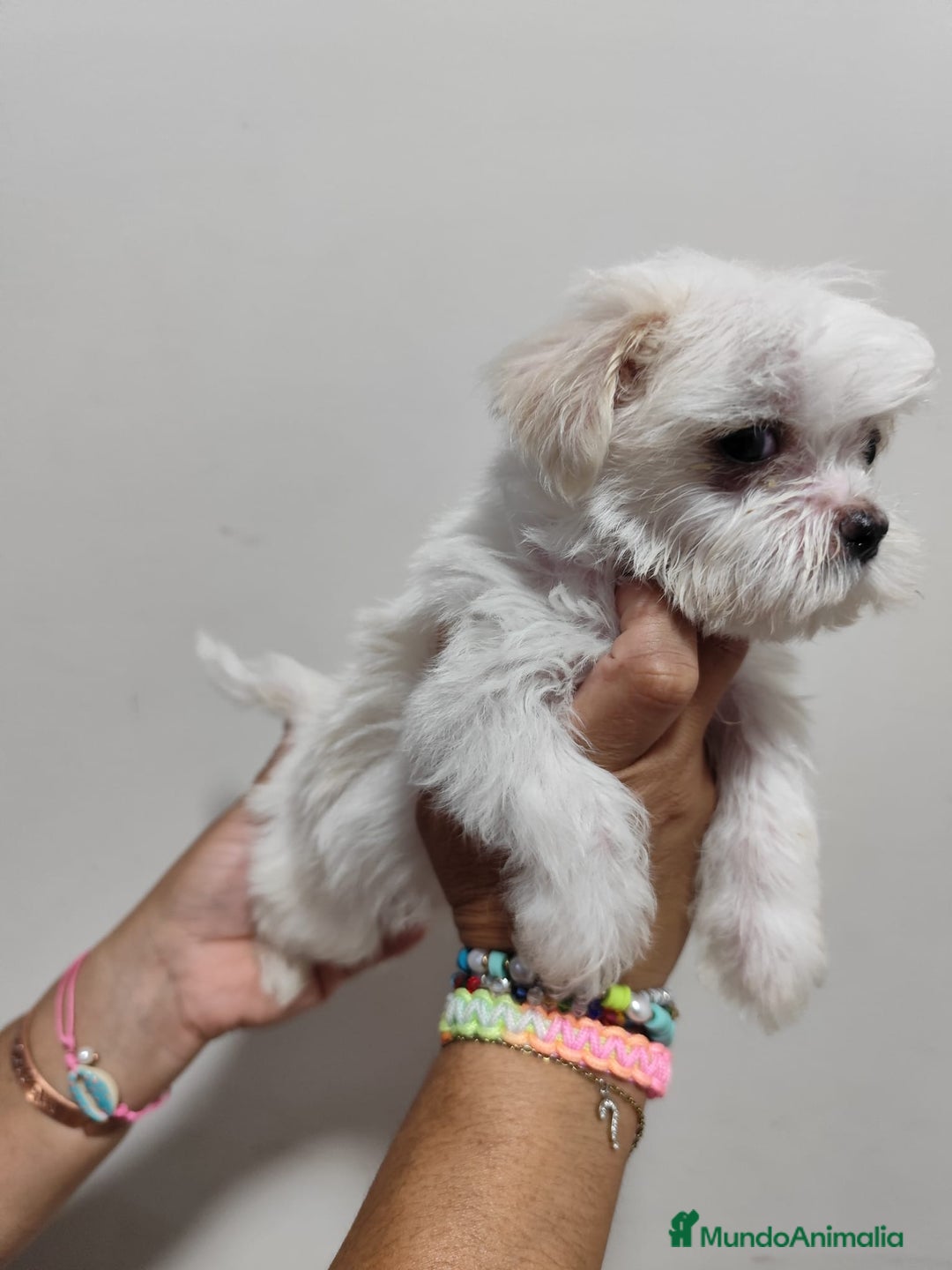 Bichón Maltés perros en venta: Cruce bichón maltes con shitzu  - Imagen 1
