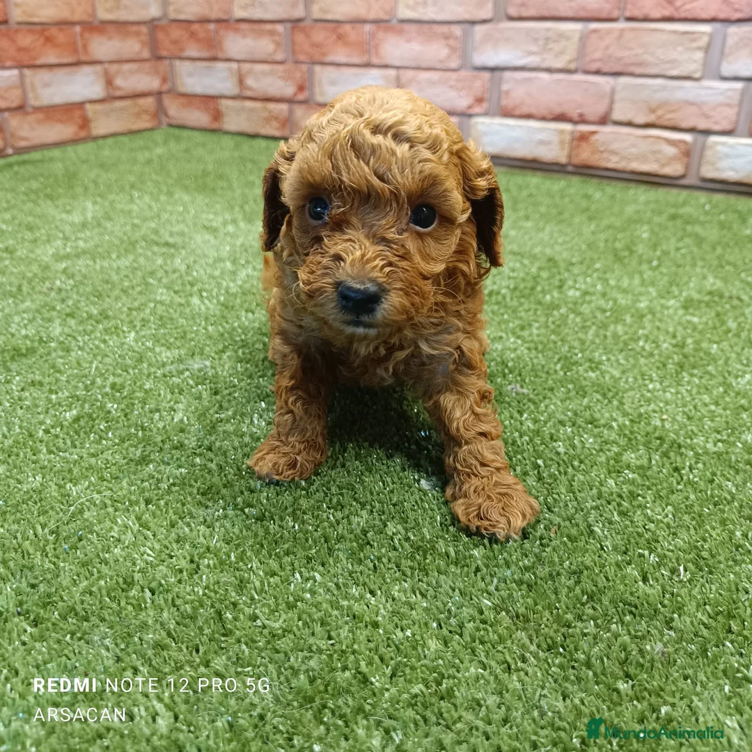 Caniche Toy perros en venta: Caniche toy Rojos y apricot - Anuncio 2