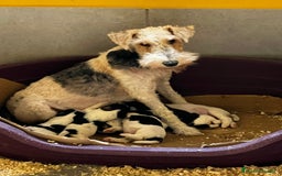 Fox Terrier de Pelo Duro perros en venta: Fox Terrier pelo duro  - Imagen 3