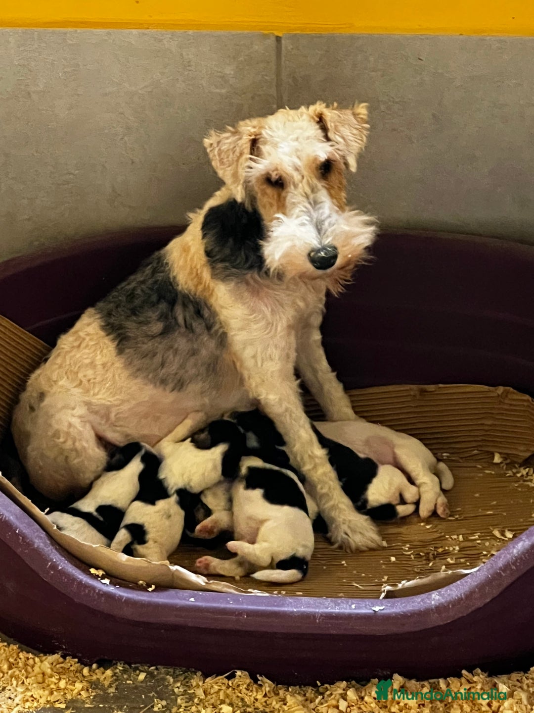 Fox Terrier de Pelo Duro perros en venta: Fox Terrier pelo duro  - Imagen 3