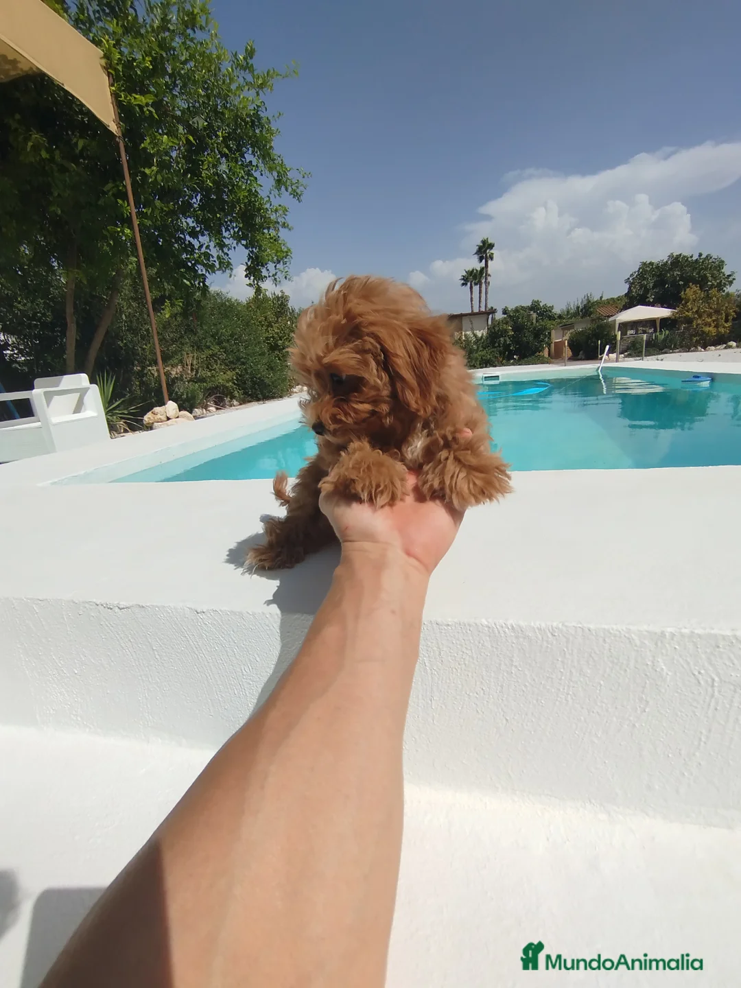 Maltipoo perros en venta: Maltipoo  - Anuncio 7