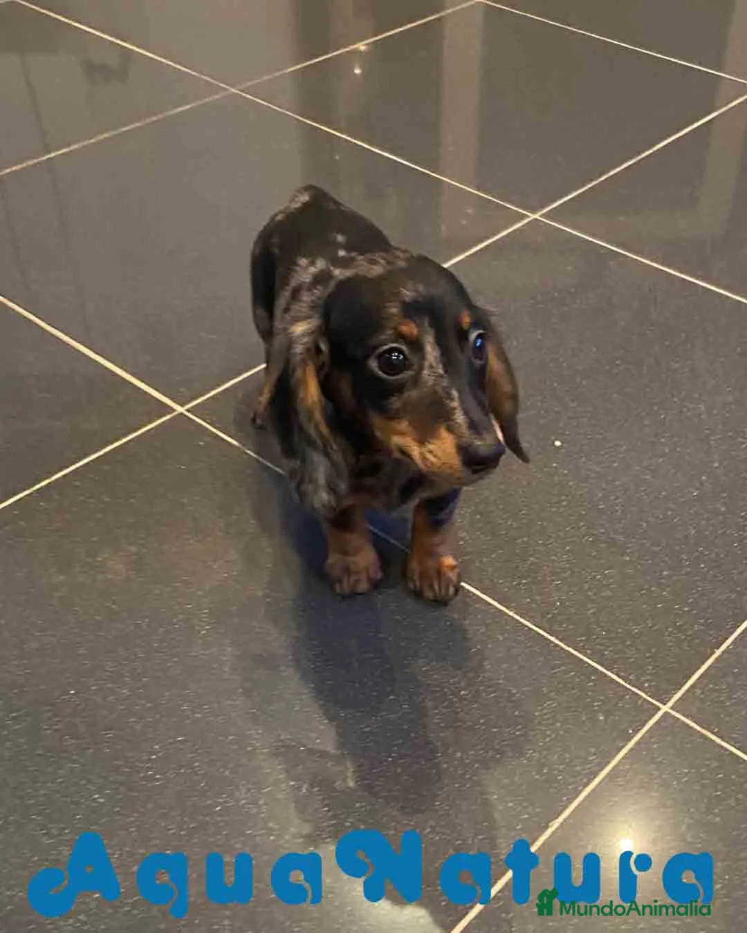 Teckel Miniatura perros en venta: Teckel Hembra de Tria y Luisiño 2015 AQUANATURA - Anuncio 3