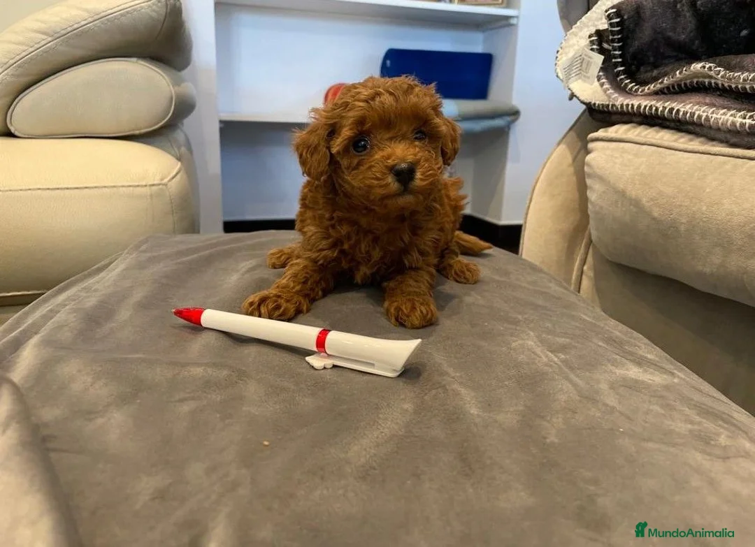 Caniche Toy perros en venta: caniche toy - Anuncio 2