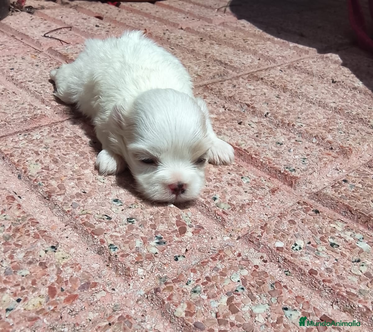 Bichón Maltés perros Bichón maltés  - Anuncio 23