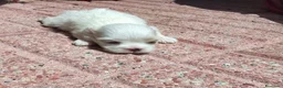Bichón Maltés perros en venta: Bichón maltés  - Anuncio 1
