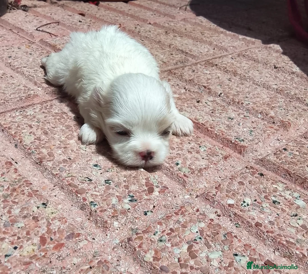 Bichón Maltés perros en venta: Bichón maltés  - Anuncio 1