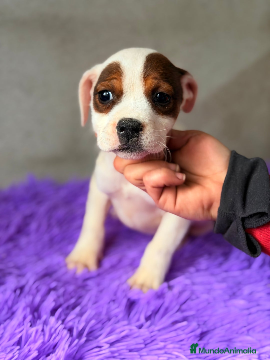 Staffordshire Bull Terrier perros en venta: Staffordshire hembra  - Anuncio 2