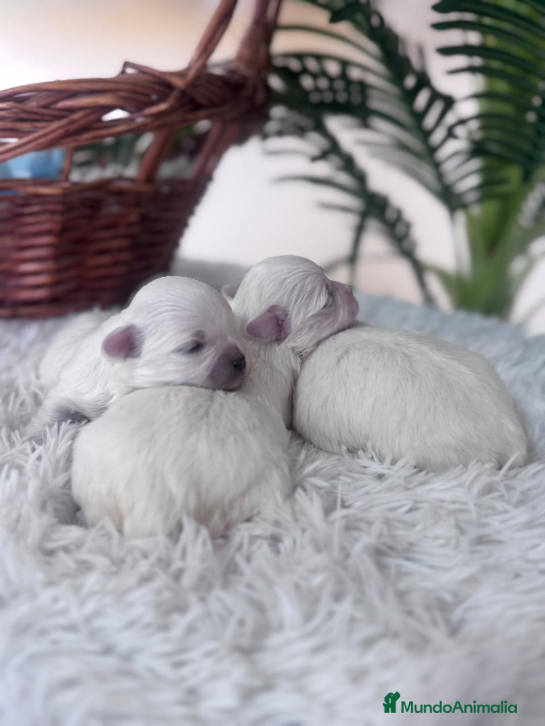Bichón Maltés perros en venta: BICHON MALTES - Anuncio 12