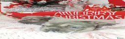Bulldog Francés perros en venta: Bulldog Big rope  - Anuncio 6