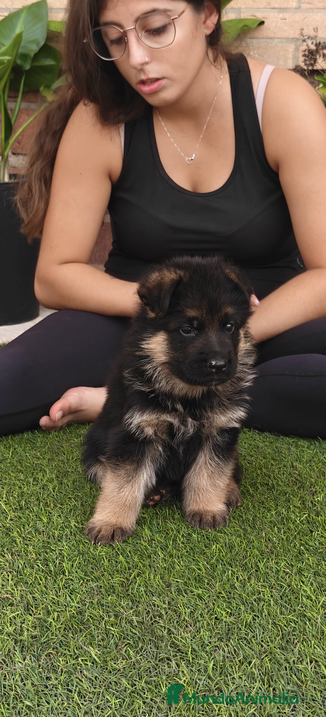 Pastor Alemán perros en venta: Preciosa cachorra de pastor alemán  - Imagen 1