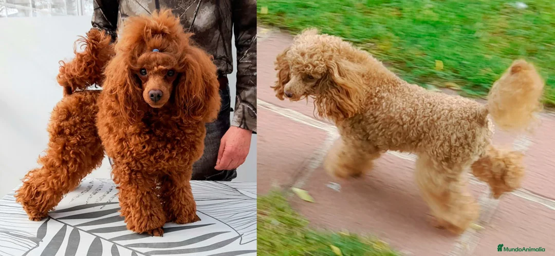 Caniche Toy perros en venta: Cachorros de Caniche Toy Leonado (Rojo/Apricot) - Anuncio 1