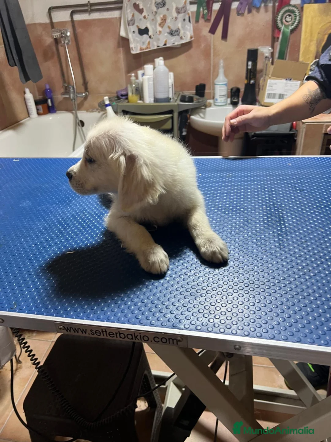 Golden Retriever perros en venta: Cachorros golden retriever  - Anuncio 1