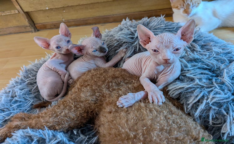 Sphynx gatos - Anuncio 4