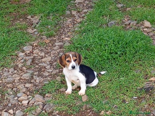 Beagle perros - Anuncio 12