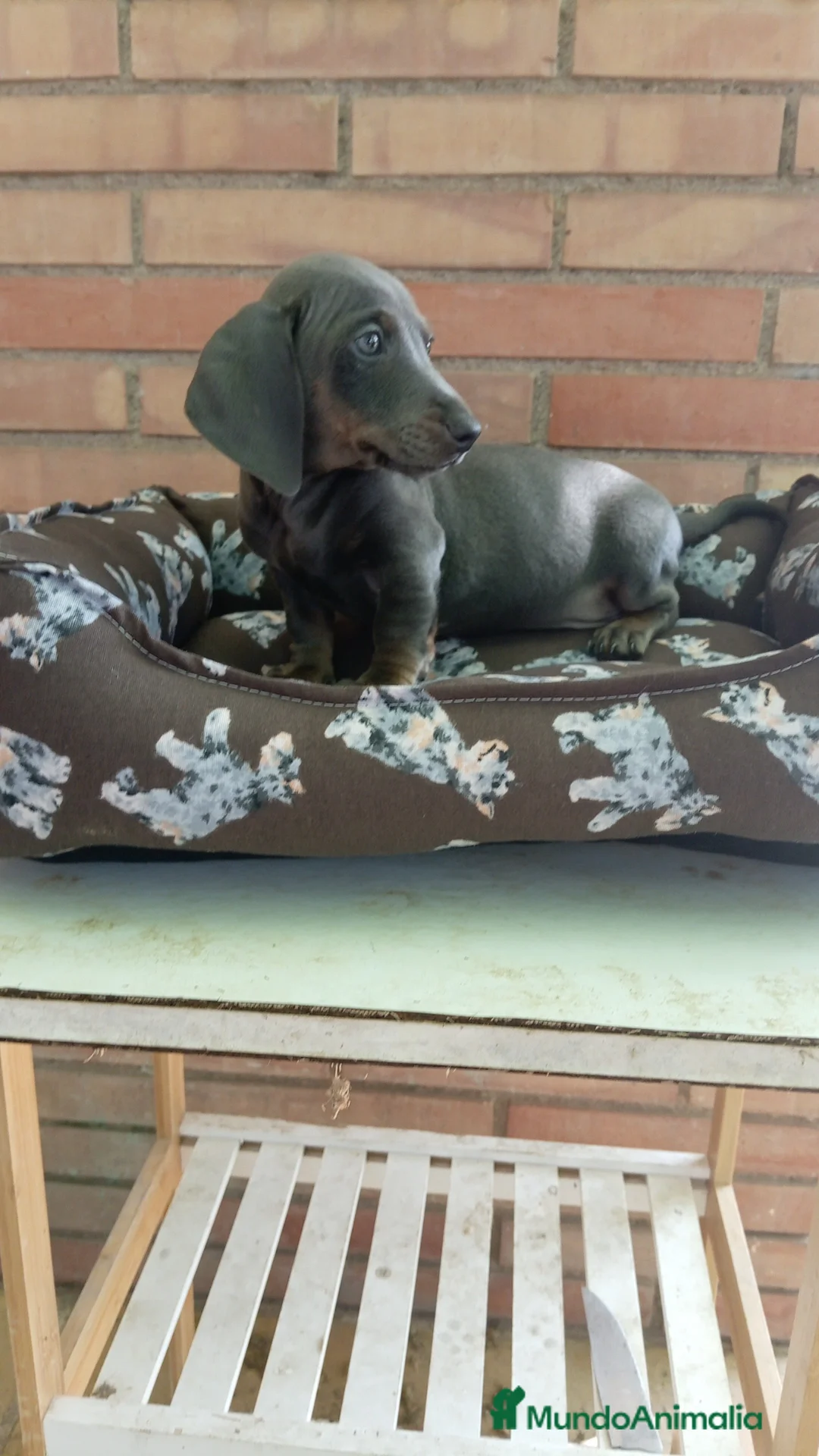 Teckel Miniatura perros en venta: Teckel mini - Anuncio 5