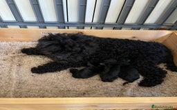 Caniche Toy perros en venta: Caniches toy negros - Imagen 1