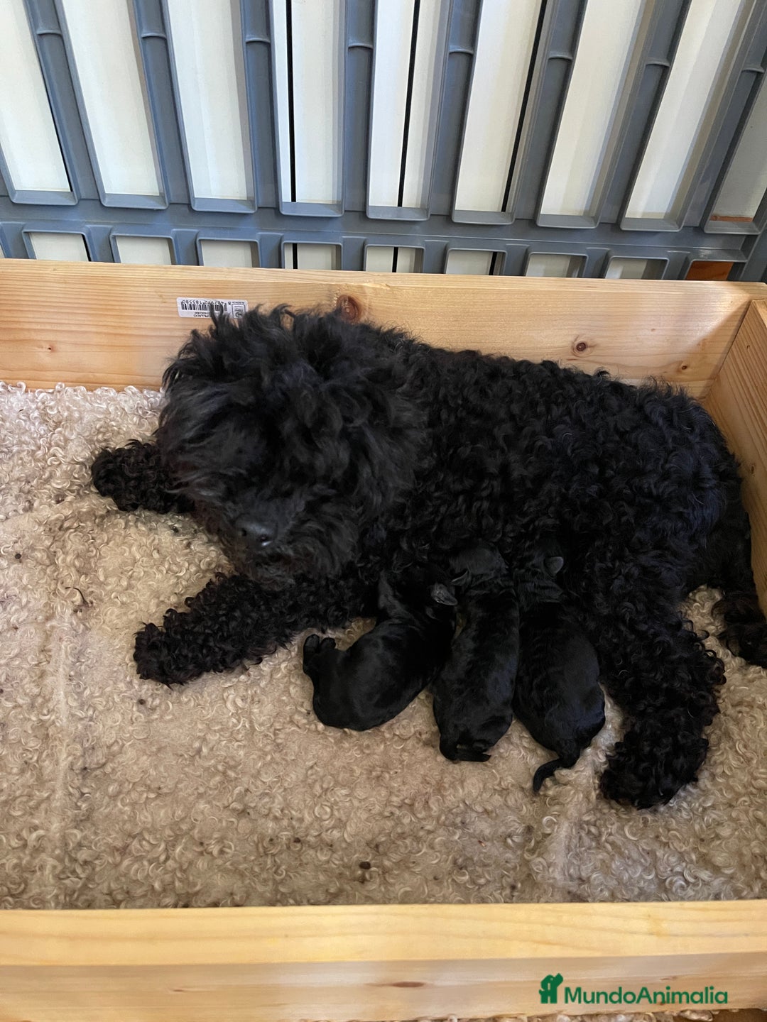 Caniche Toy perros en venta: Caniches toy negros - Imagen 1