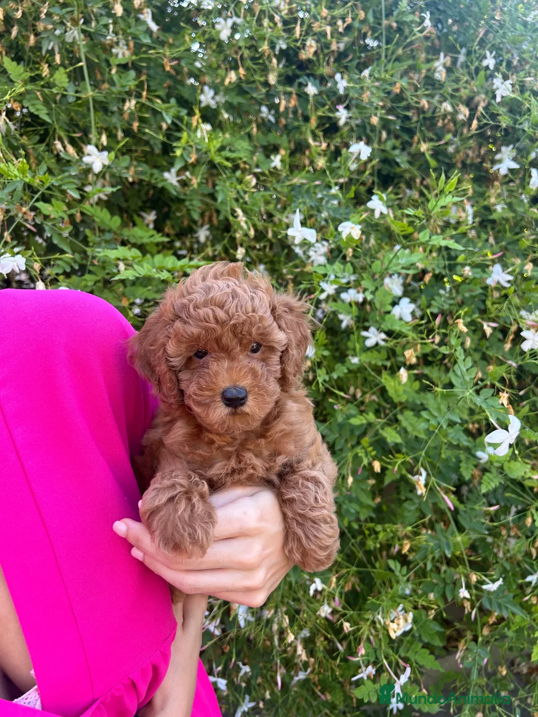 Caniche Toy perros en venta: caniche rojo  - Anuncio 5