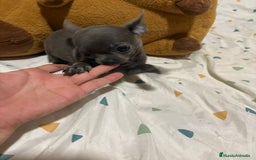 Chihuahua perros en venta: Chihuahua toy blue - Imagen 5