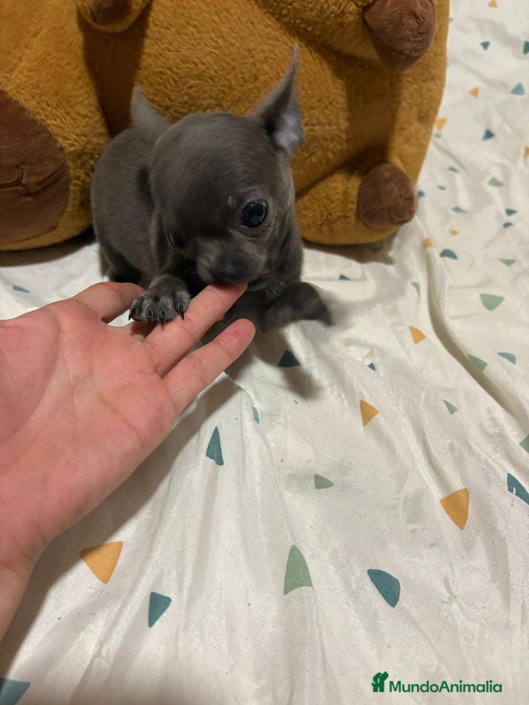 Chihuahua perros en venta: Chihuahua toy blue - Imagen 5