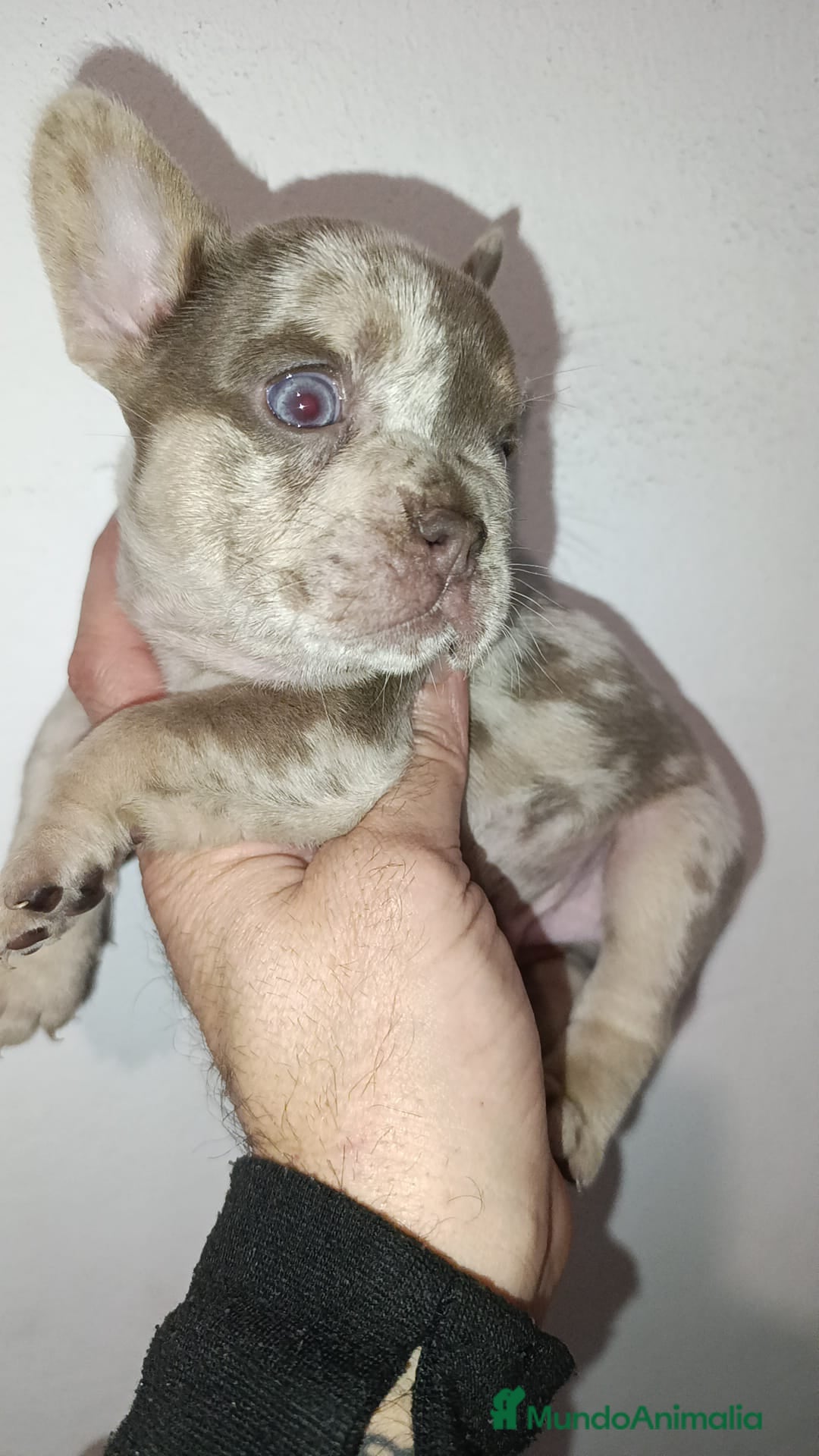 Bulldog Francés perros Bulldog Isabella Merle - Anuncio 40