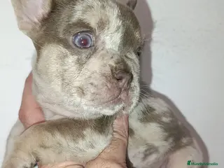 Bulldog Francés perros Bulldog Isabella Merle - Anuncio 6