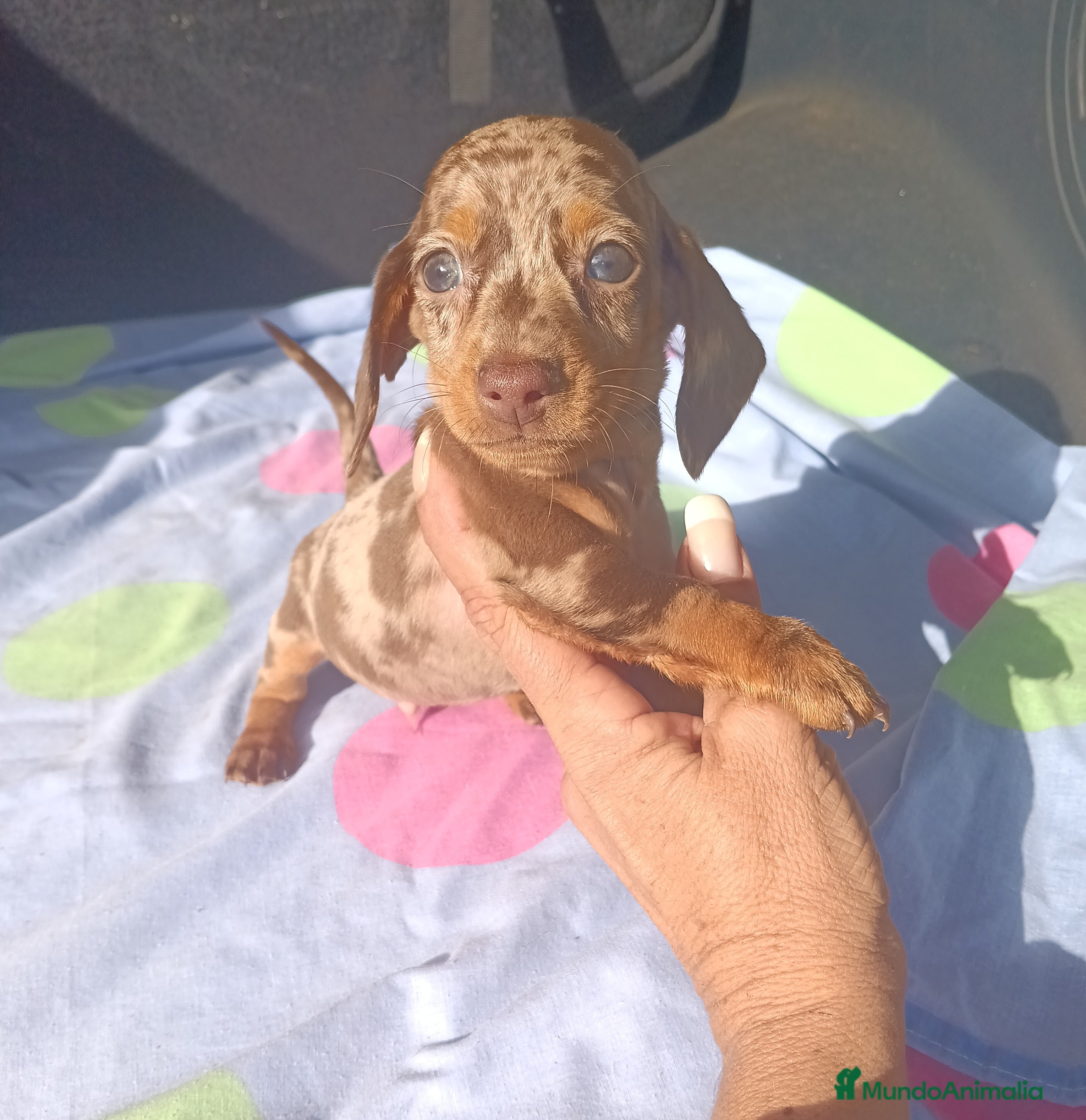 Teckel Miniatura perros Teckels kanichen Arlequin Chocolate - Anuncio 32