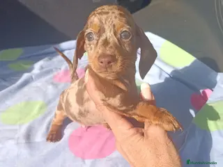 Teckel Miniatura perros Teckels kanichen Arlequin Chocolate - Anuncio 32