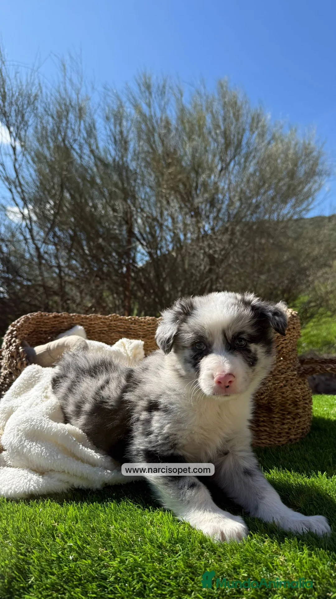 Border Collie perros en venta: BORDER COLLIE - Anuncio 5