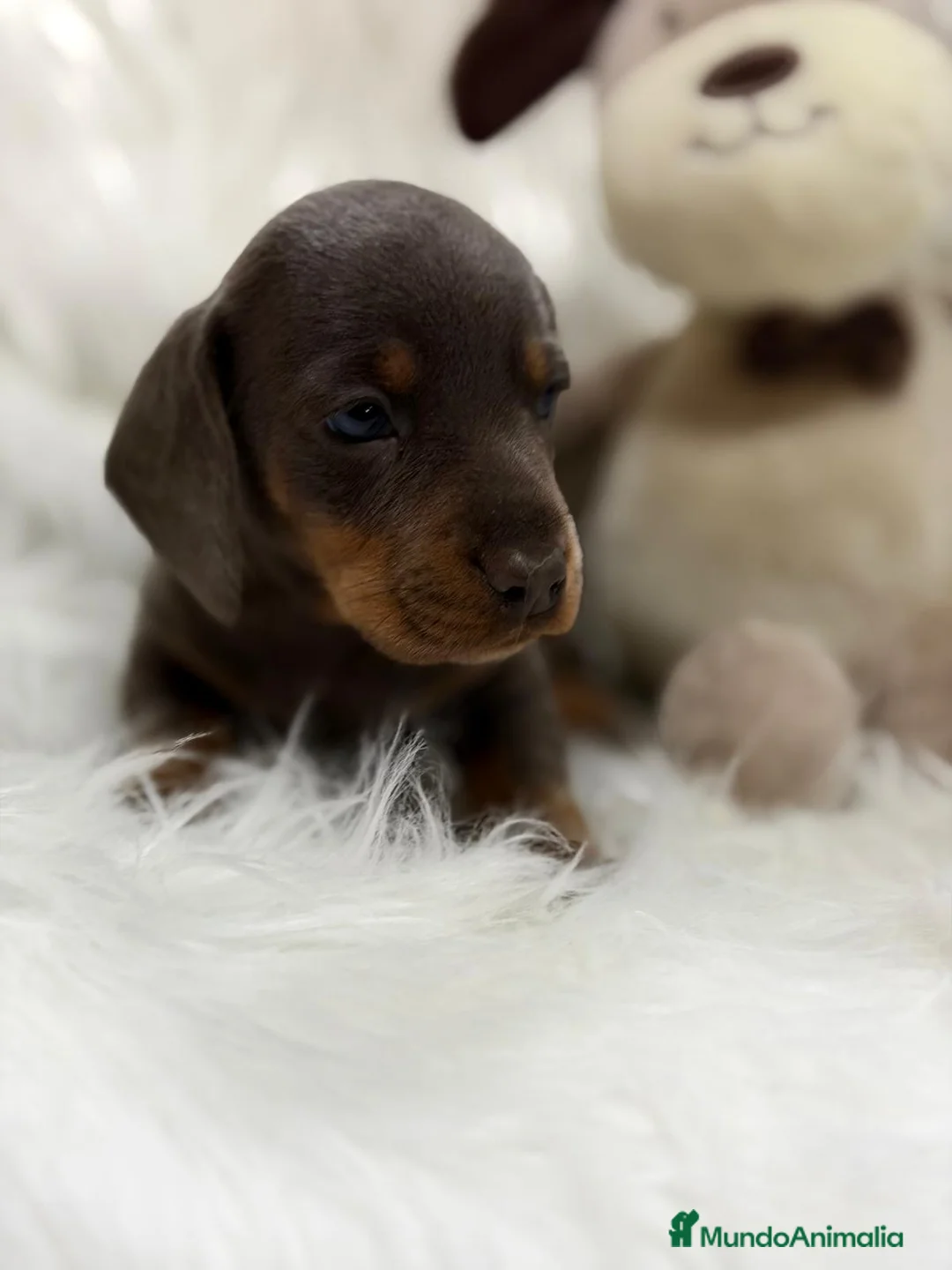 Teckel Miniatura perros en venta: CAMADA DE TECKEL MINIATURA - Anuncio 5