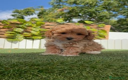 Caniche Toy perros en venta: CANICHE TOY MACHO - Imagen 3
