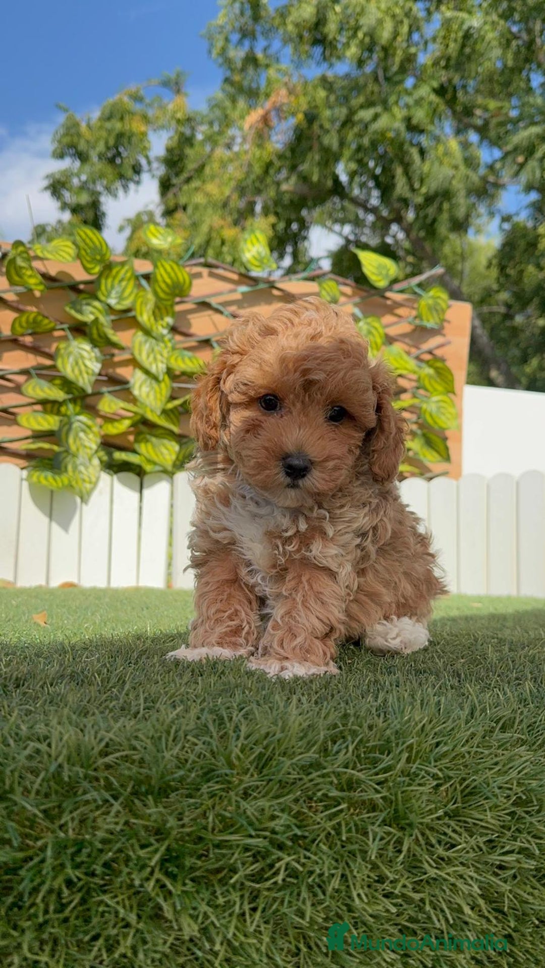 Caniche Toy perros en venta: CANICHE TOY MACHO - Imagen 3