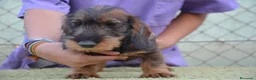 Teckel perros en venta: teckel standar de pelo duro - Anuncio 3