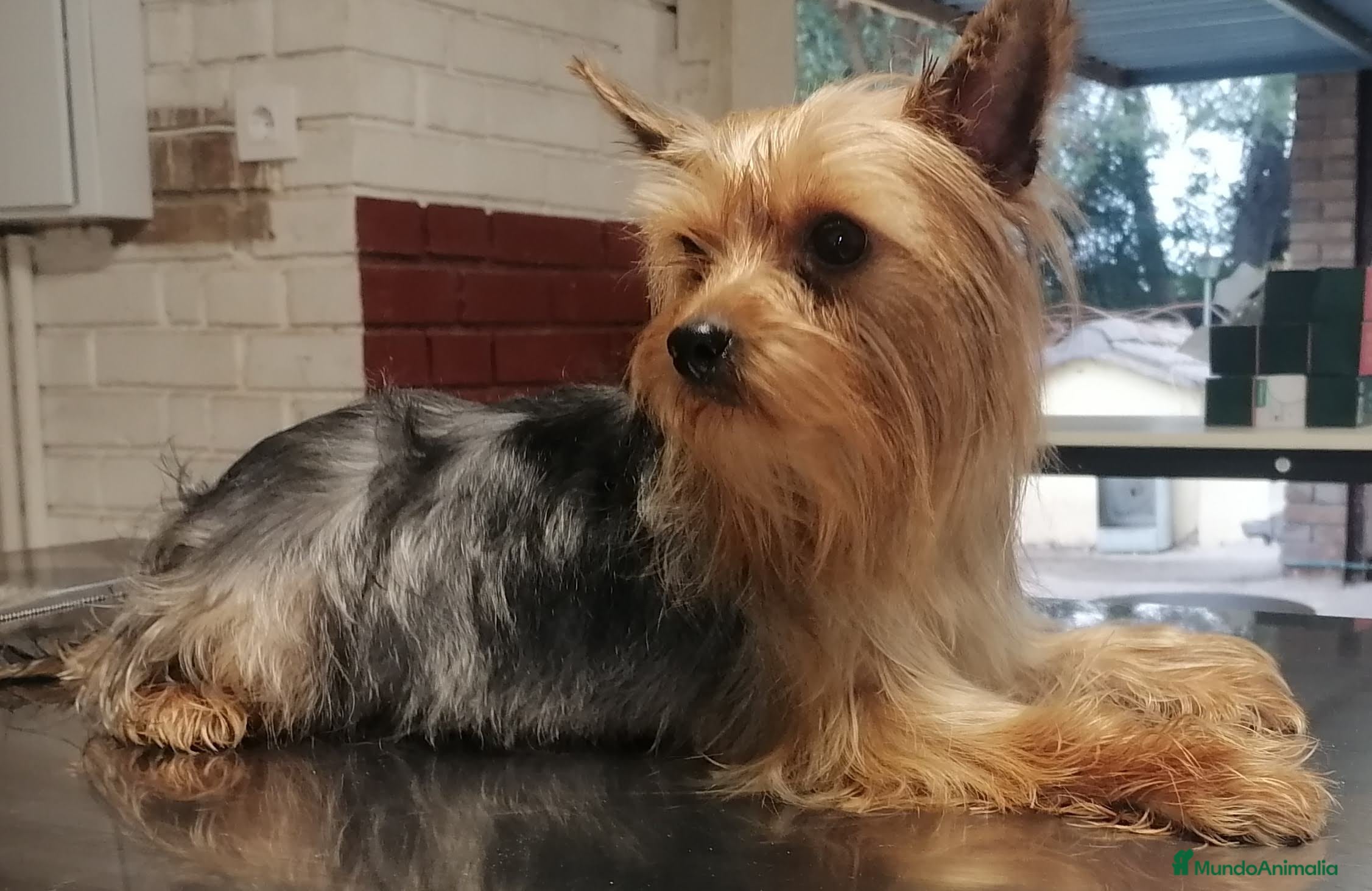 Yorkshire Terrier perros Cachorros yorkshire terrier - Anuncio 2