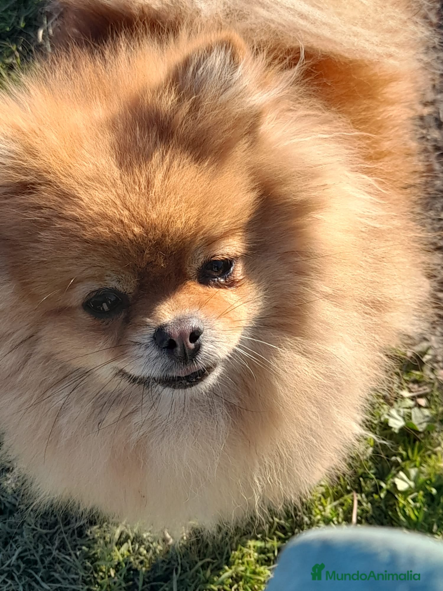 Pomerania perros Pomerania de Lulú en Badajoz - Anuncio 2