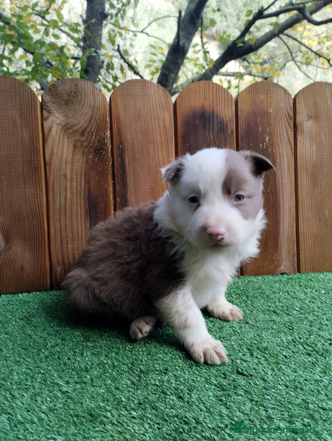 Border Collie perros en venta: Border collie - Anuncio 1