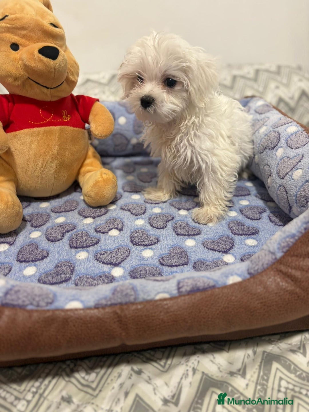 Bichón Maltés perros en venta: Bichon maltés toy  - Imagen 1