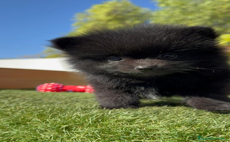 Pomerania perros - Anuncio 7