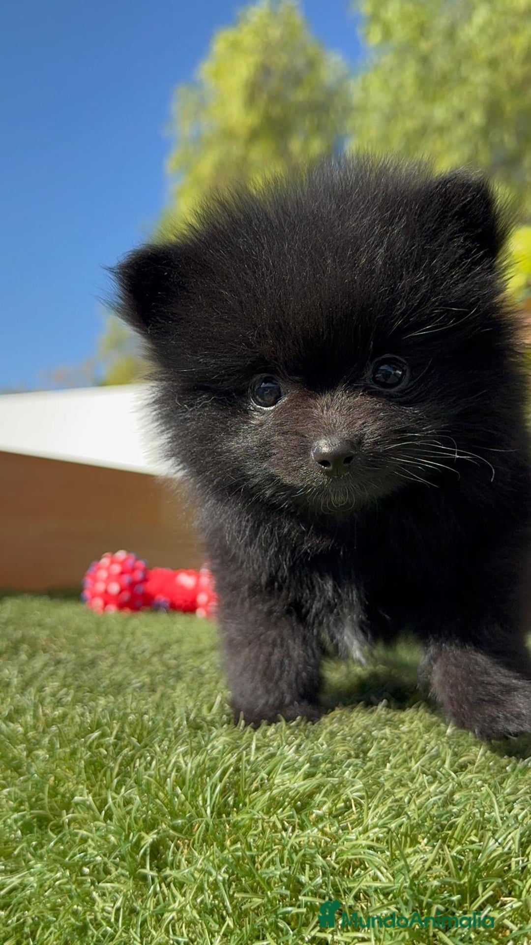 Pomerania perros en venta: POMERANIA HEMBRA - Imagen 1