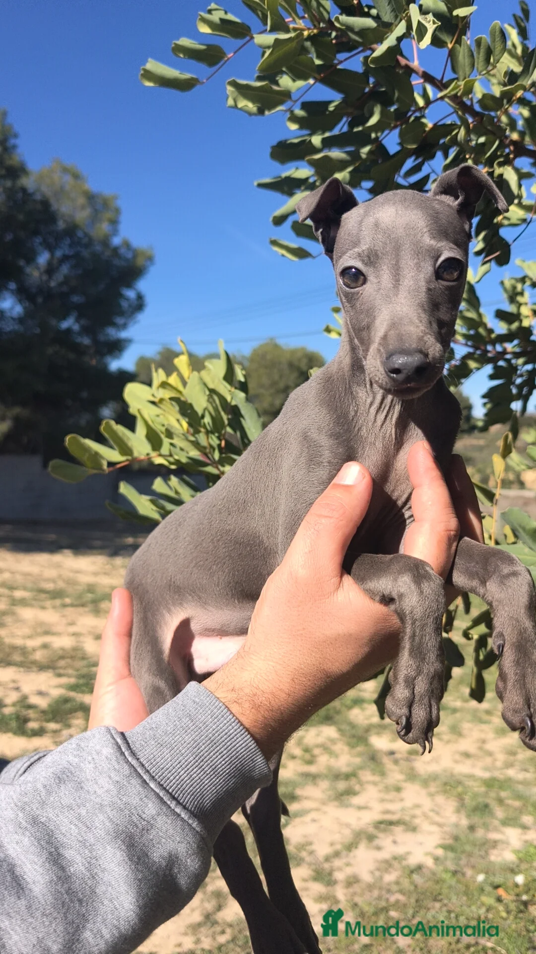 Pequeño Lebrel Italiano perros en venta: Piccolo Galgo Italiano Lebrel Italiano  - Anuncio 4