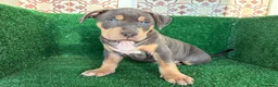 American Pit Bull Terrier perros en venta: pitbull - Anuncio 4