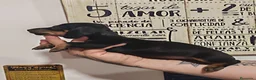 Teckel perros en venta: 🌟ÚLTIMA PAREJA DE TEKEL y Negros fuego🌟 - Anuncio 3