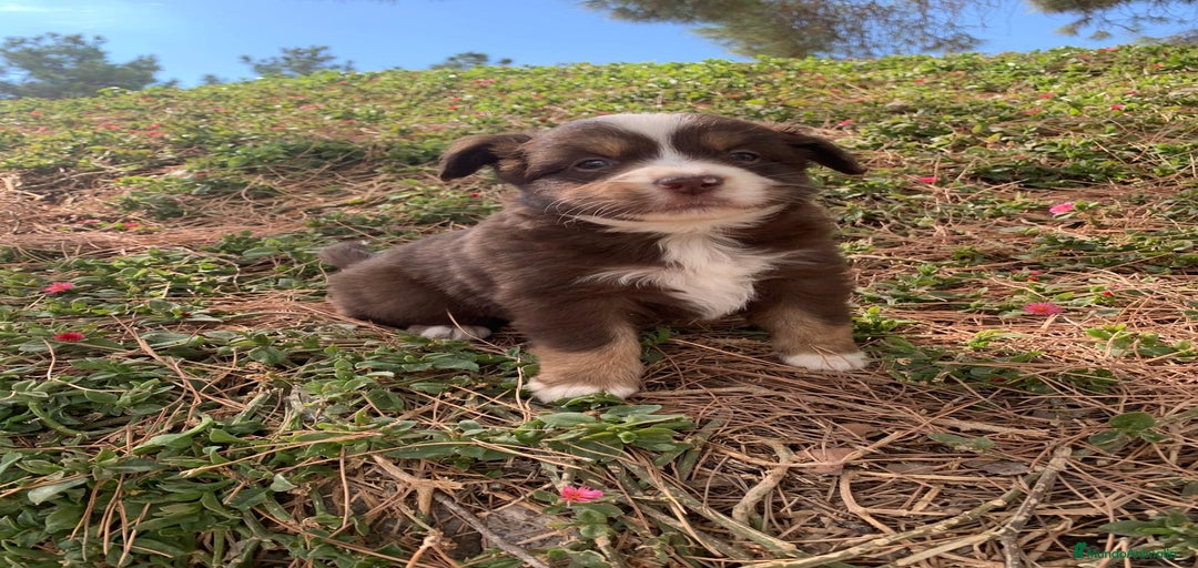 Imagen de galería {{count}}