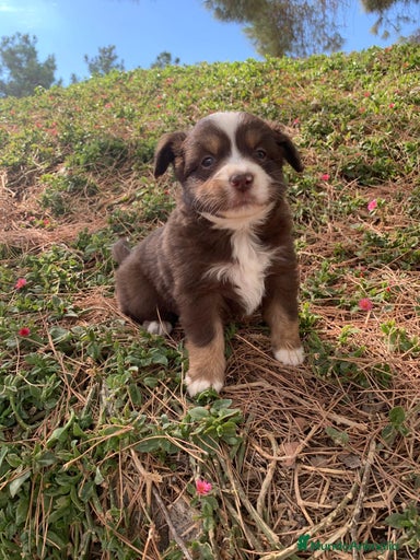 Imagen de galería {{count}}