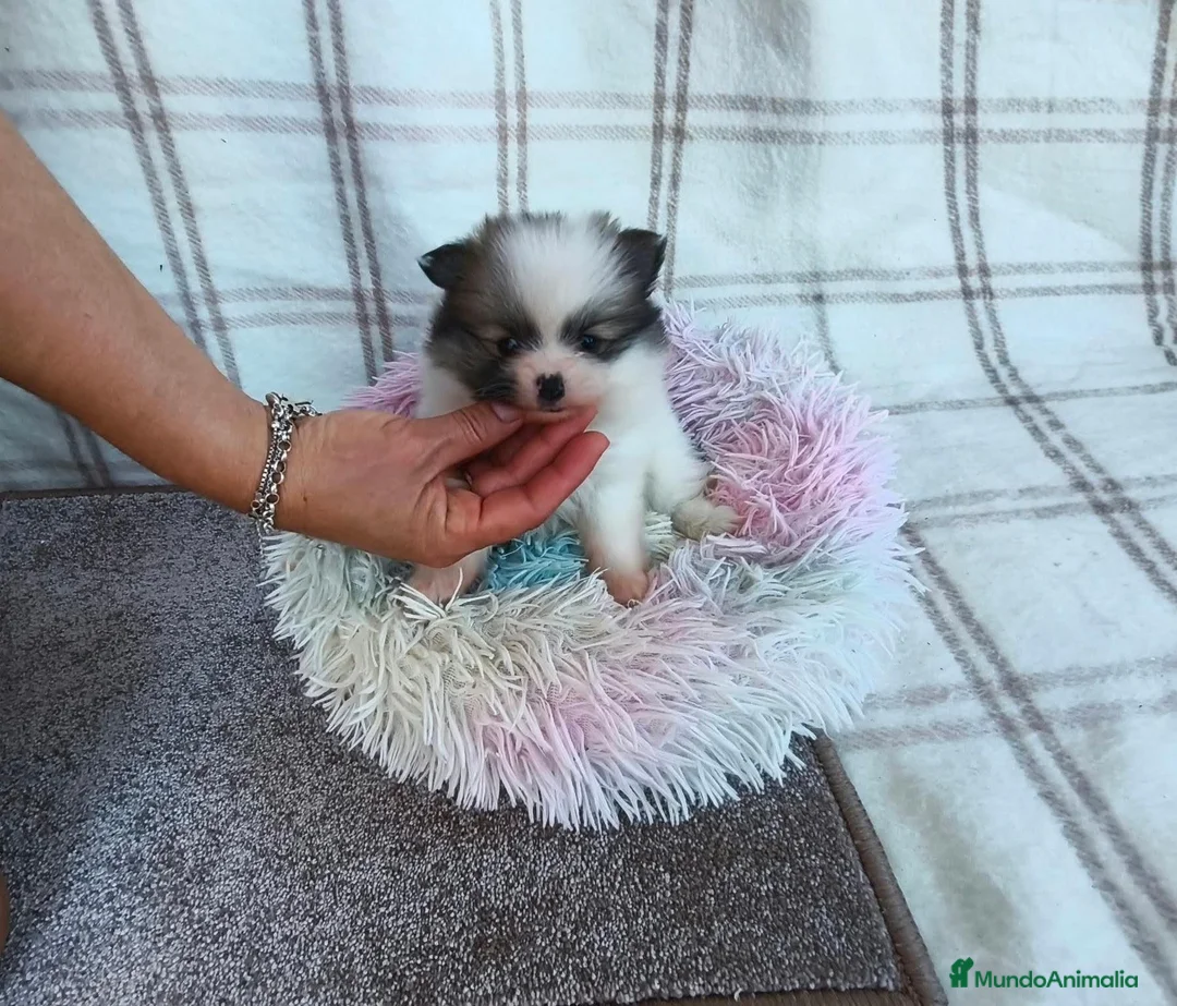 Pomerania perros en venta: POMERANIA HEMBRITA CHIQUITA  - Anuncio 4