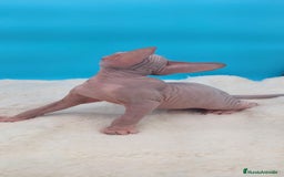 Sphynx gatos en venta: Machito ojos claros  - Imagen 5