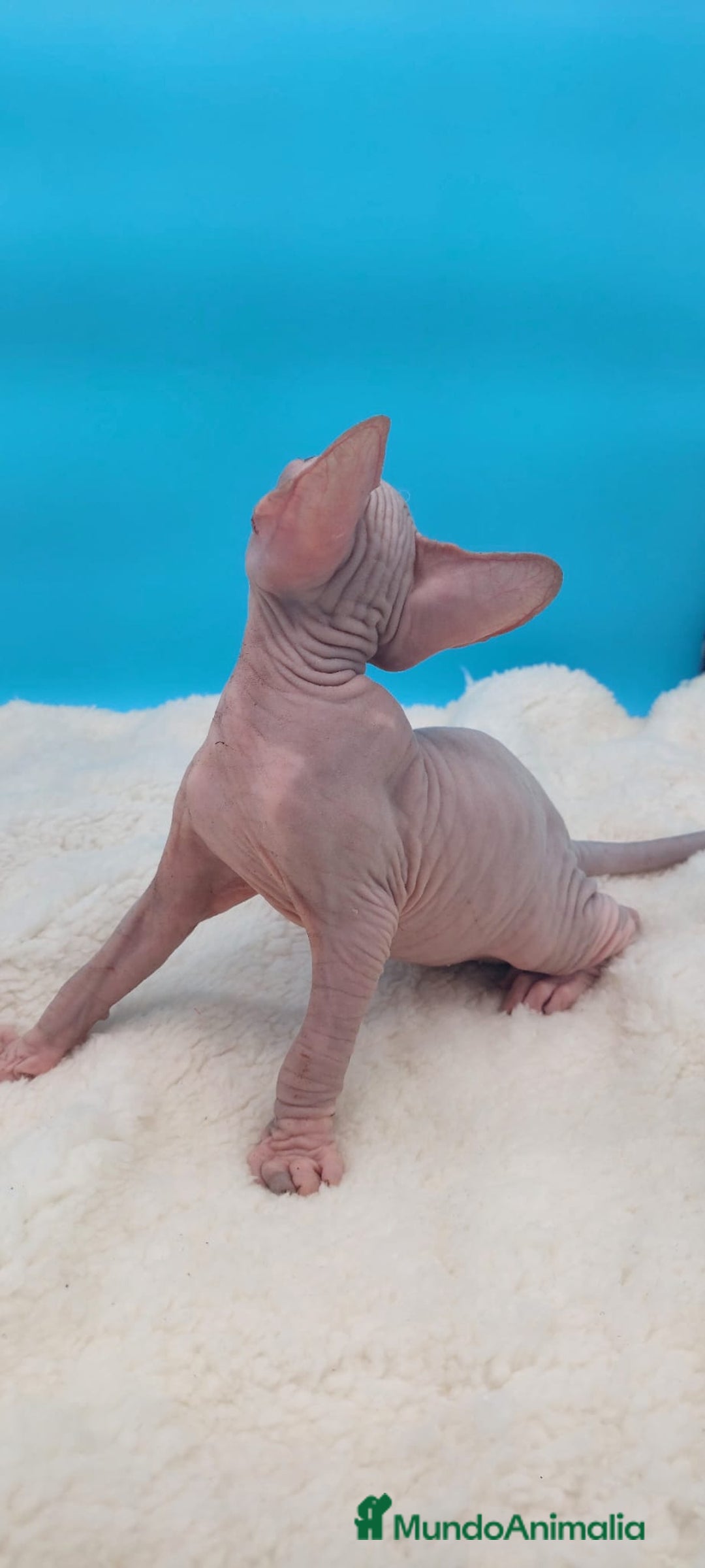 Sphynx gatos en venta: Machito ojos claros  - Imagen 5